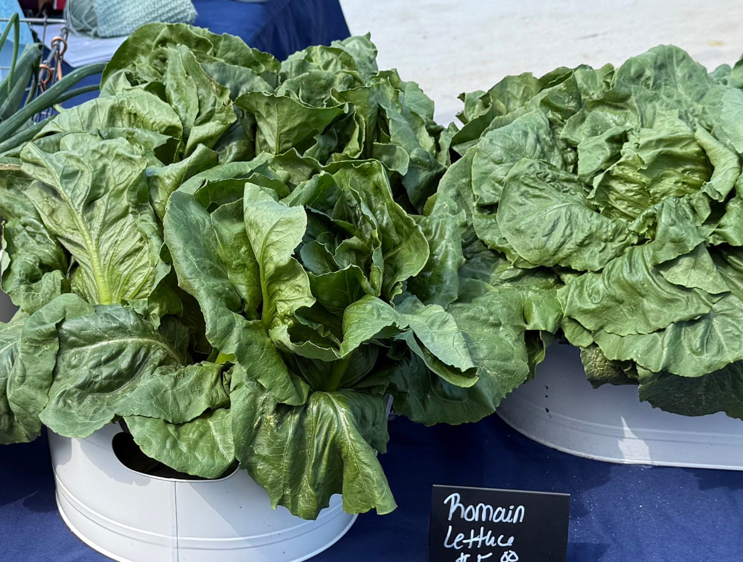 Romaine Lettuce