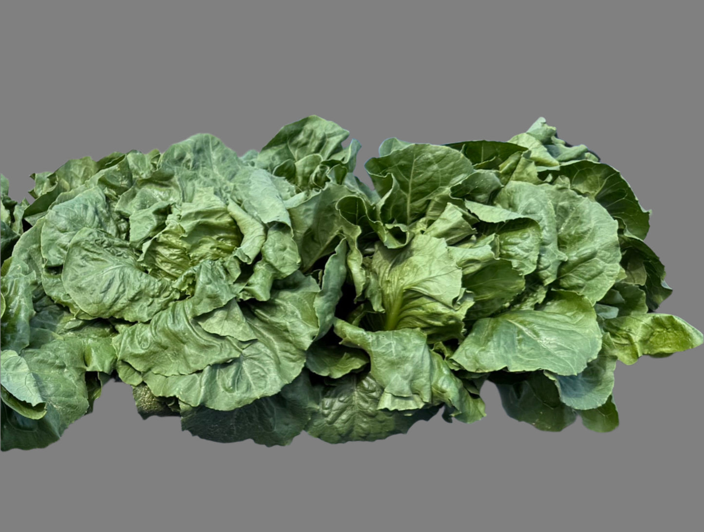 Romaine Lettuce
