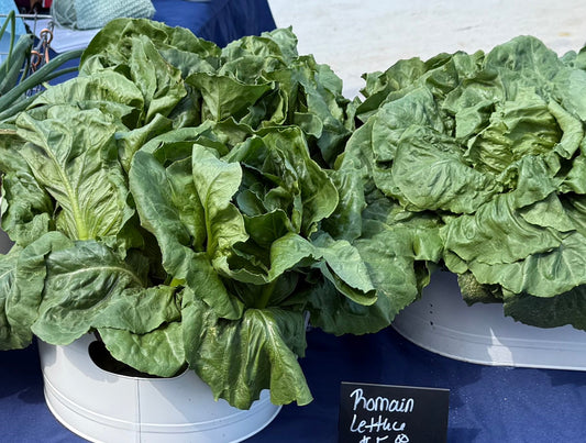 Romaine Lettuce