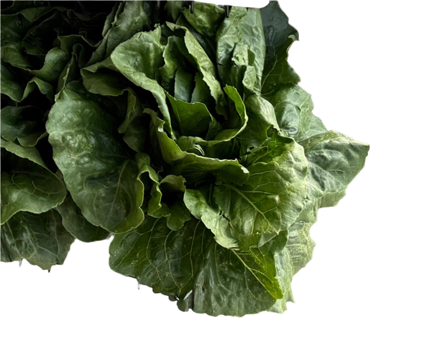 Romaine Lettuce