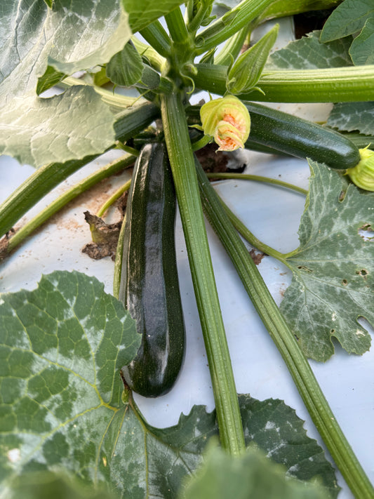 Zucchini