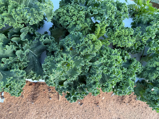 Blue Ridge Kale