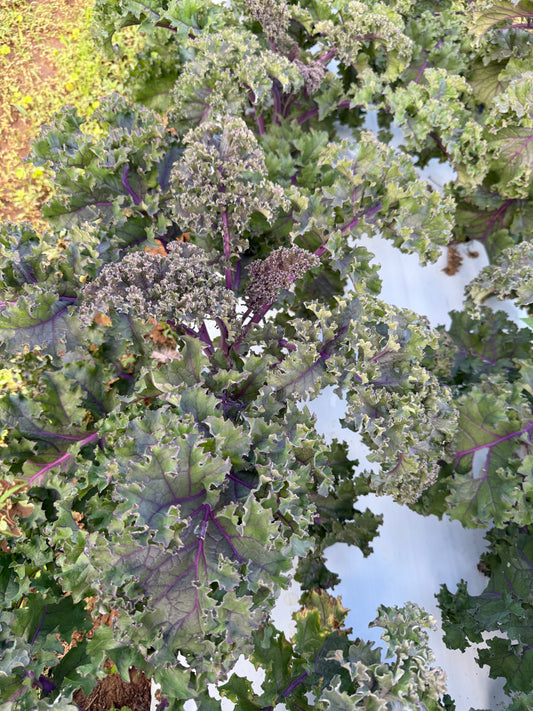 Red Kale -Curly