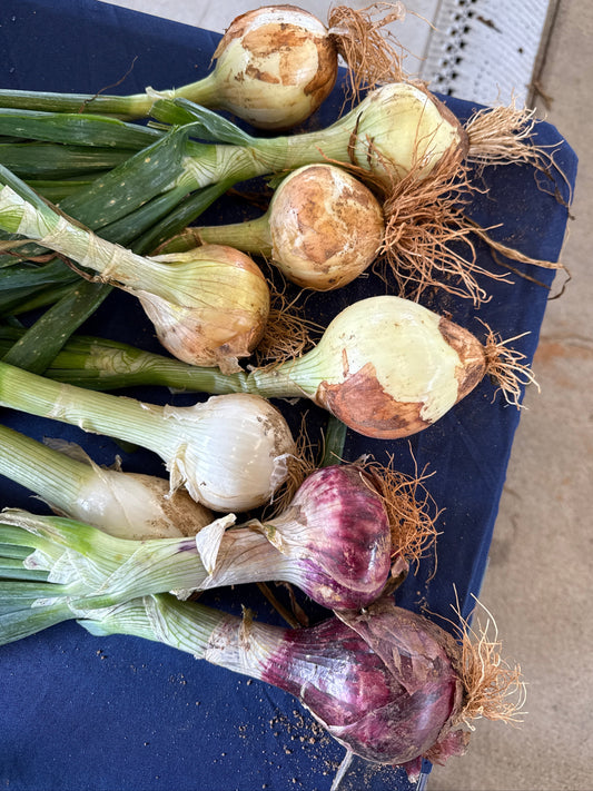 Onions